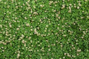 Above view of white clover