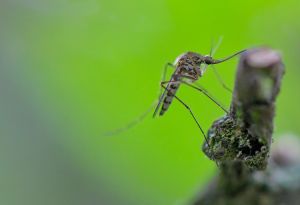 A mosquito of the species Aedes vexans is hanging from a branch.