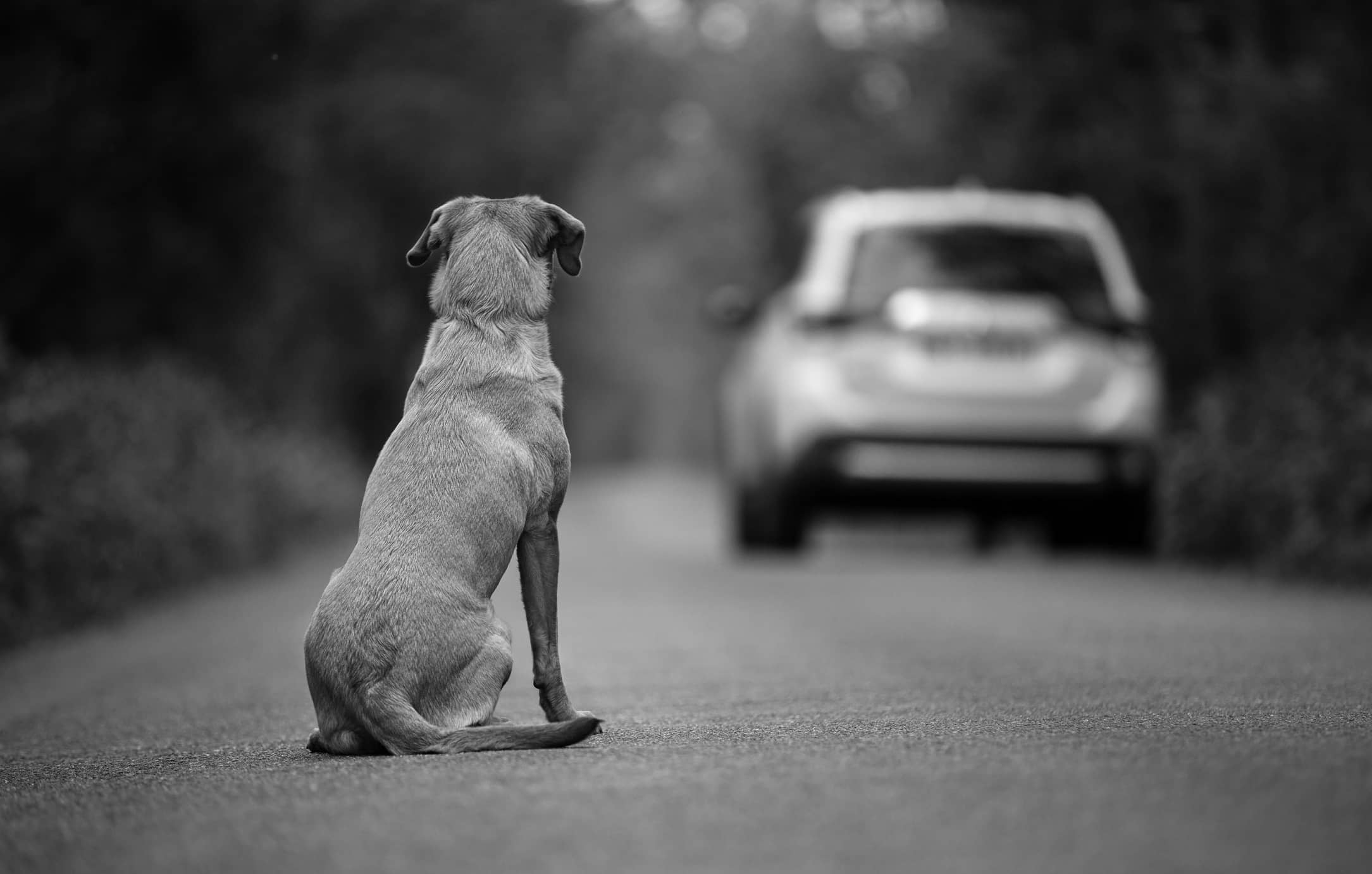 Wait to Surrender