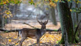 A young fallow deer in the rutting ground.