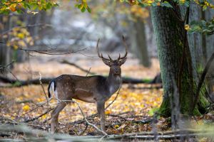 A young fallow deer in the rutting ground.