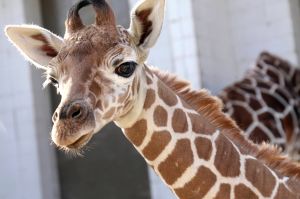 Male reticulated giraffe calf Kendi at the Indianapolis Zoo.