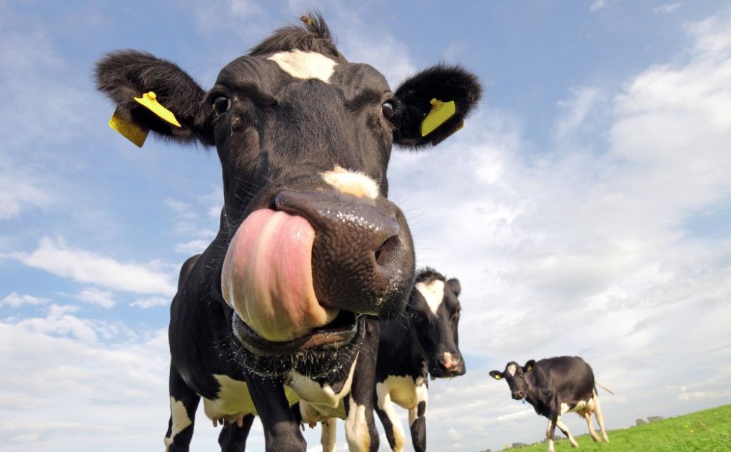 A Funny closeup image of a holstein cow in a field, sticking out a huge tongue.