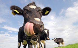A Funny closeup image of a holstein cow in a field, sticking out a huge tongue.