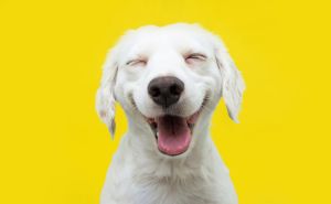 Happy puppy dog smiling on isolated yellow background.