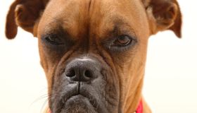 A boxer dog looks angrily at its owner.