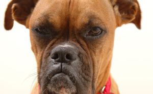 A boxer dog looks angrily at its owner.