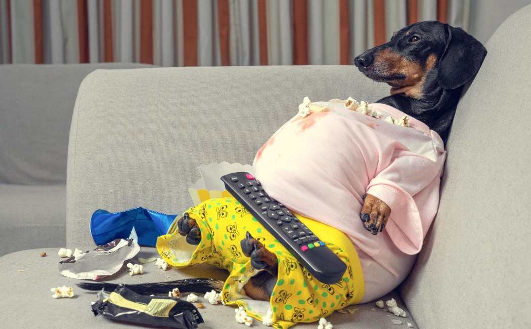 fat dog couch potato eating a popcorn, chocolate, fast food and watching television. Parody of a lazy person