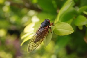 05252017 - Bloomington, Indiana, USA: A cicada rests in the leaves of a bush after emerging from its shell. Early Brood X Cicadas have emerged 4 years early May 25, 2017 in Bloomington, Indiana. The insects, which have a 17 year cycle, were not due to emerge until 2021. The insects crawl from the ground, shed their skin, breed, and then die. Their offspring will then crawl back into the ground, and live on tree roots for 17 years before emerging to complete the life cycle. Biologists refer to the early cicadas as stragglers.