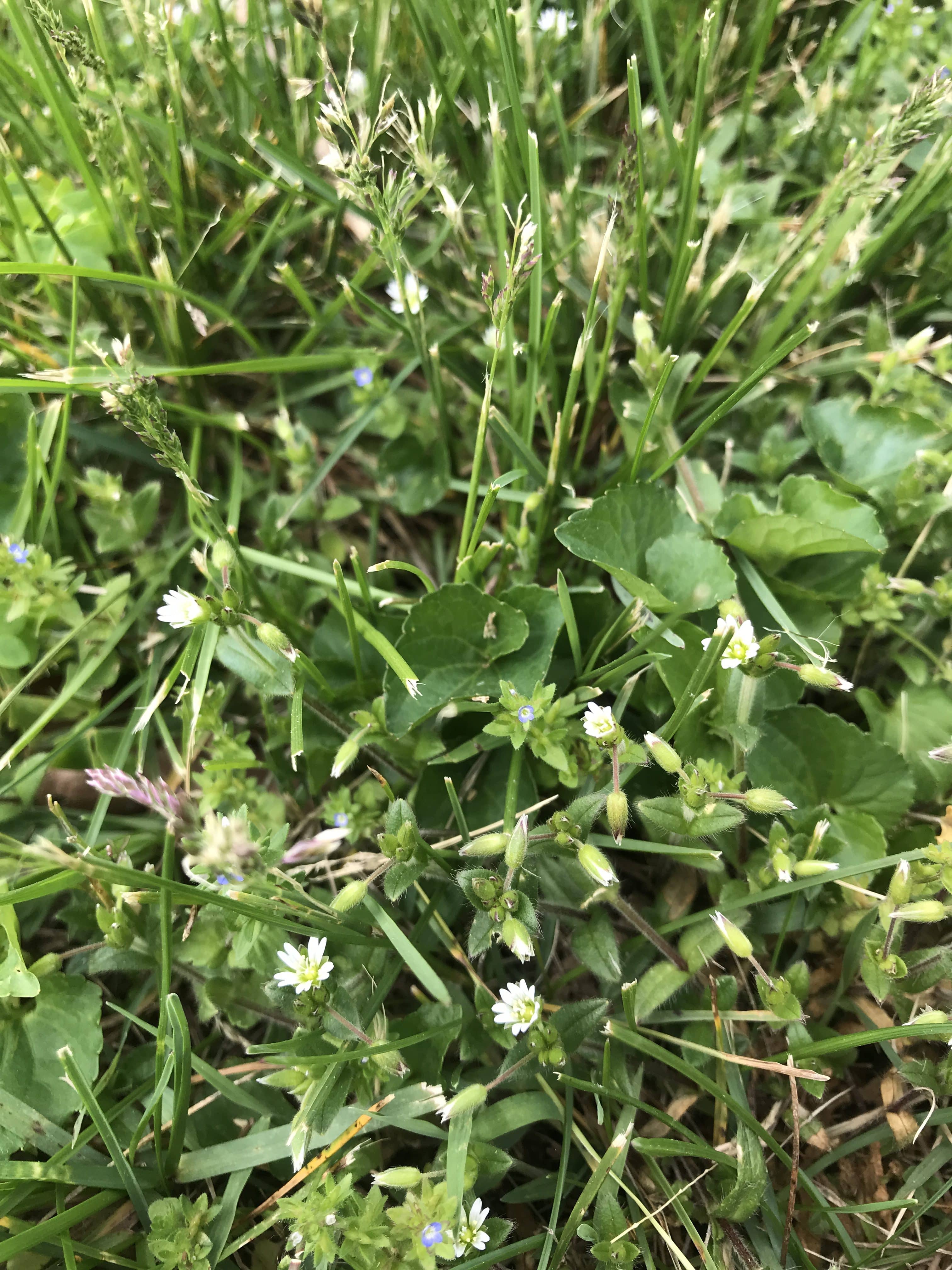 Chickweed