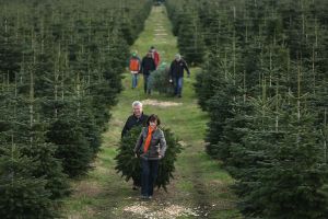 Description: Visitors haul away Christmas trees they sawed down themselves at the Werderaner Tannenhof Christmas tree farm on December 5, 2015 in Werder, Germany.