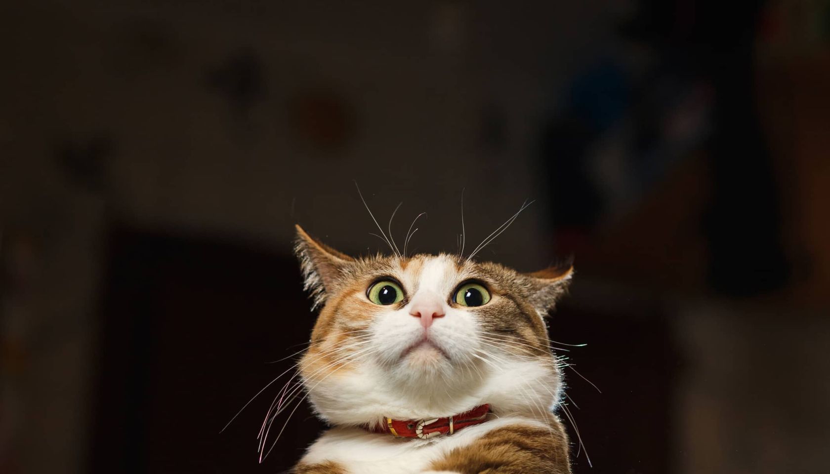 Pretty ginger cat pricked up ears in the alert