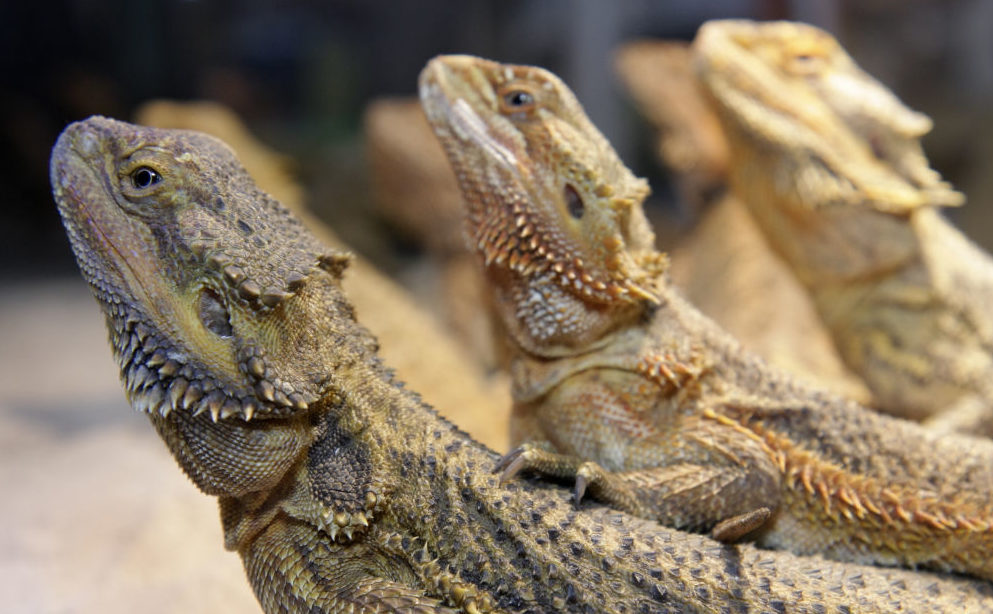 Your Pet Bearded Dragon Could be Spreading Salmonella WIBC 93.1 FM