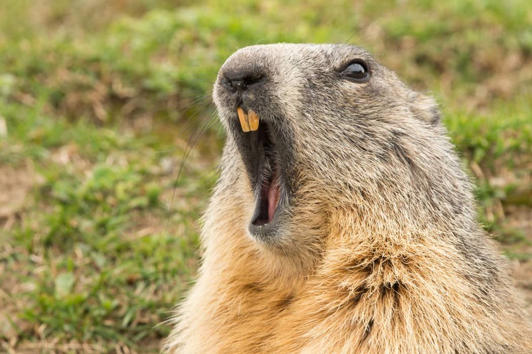 Here’s The Brutal Truth About Groundhog Day