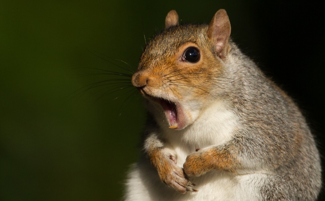 Squirrel yawning