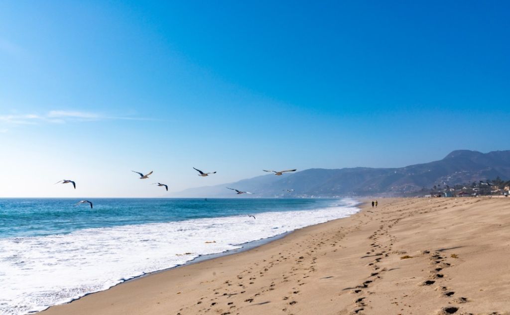 Seagulls flying in Malibu beach california