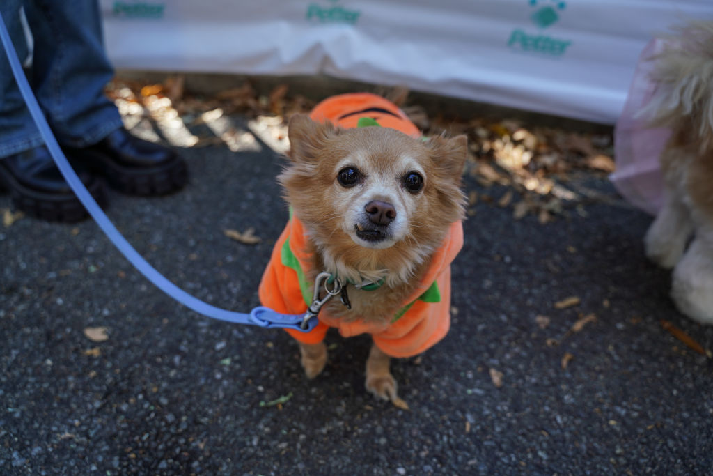 Halloween Dog Parade in NYC