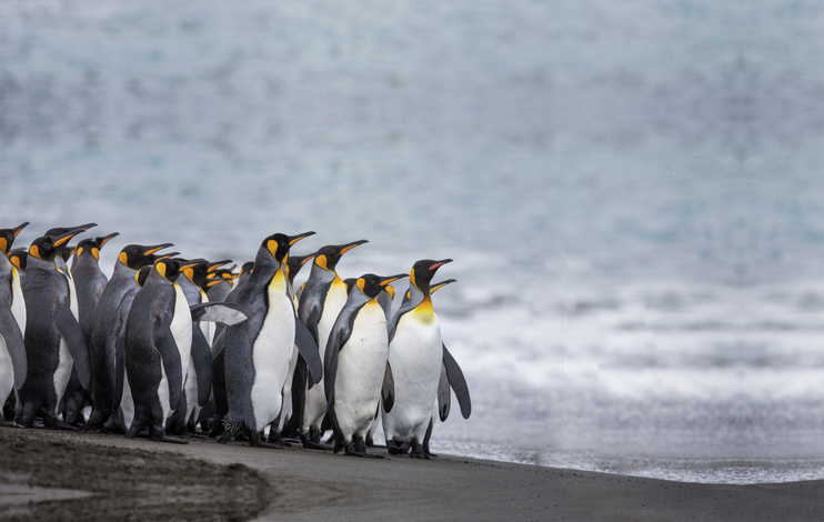 A penguin colony in Antarctica, beautiful penguins going to the water