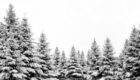 Snow covered pine trees, winter