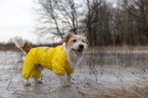 Jack Russell Terrier in a yellow raincoat for a walk. The dog stands in the park on the ice against the background of trees. Spring dirty rainy weather