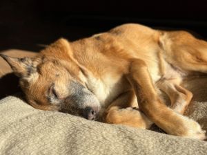 Cute redhead ginger, golden senior mongrel dog sleeps sweetly (naps) on a dog bed on sunny rays
