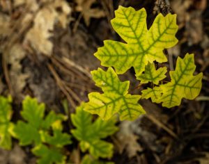 Young Big-tooth Maple Leaves Begin to Change From Early Spring Green To Summer Green