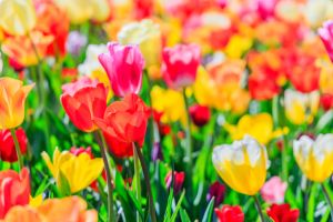 Lisse, Holland, Netherlands.