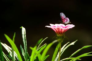 Close-up of butterfly pollinating on pink flower,Dhaka,Bangladesh