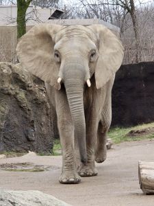 Indianapolis Zoo Public Relations