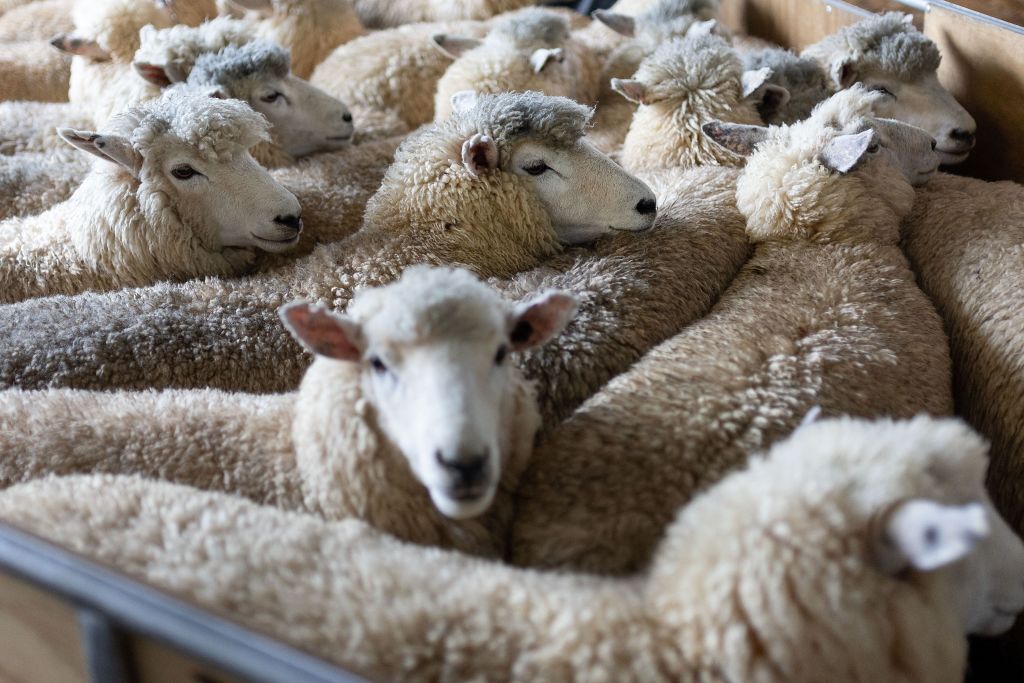NZEALAND-SHEEP-SHEARING-COMPETITION