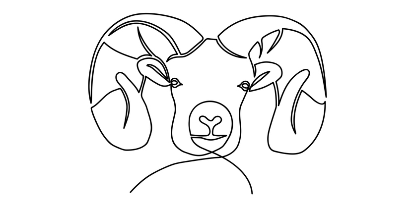 mountain sheep with horns