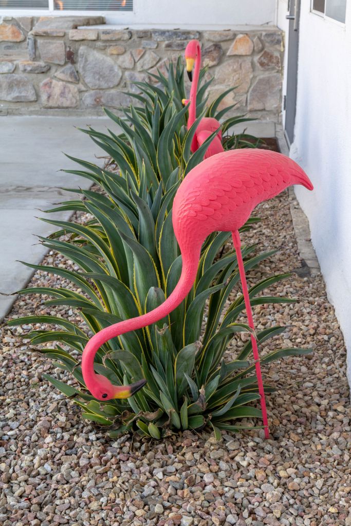 Plastic Pink Lawn Flamingos in a Yard with Gravel and Plants in Palm Springs, California