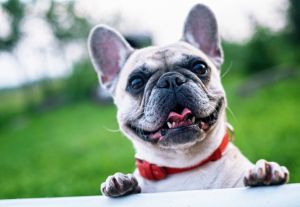 Close-up of french bullbullpurebred dog looking away,Indonesia