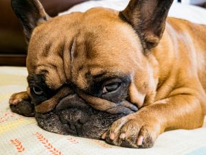 Fawn french bulldog with a black mask on the muzzle, close up.
