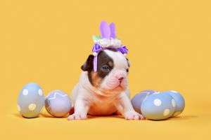 Tan pied French Bulldog dog puppy with Easter bunny ears and eggs