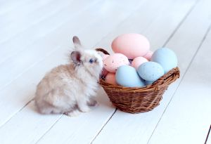 grey Easter bunny rabbit with basket and painted eggs on white background