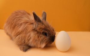 Rabbit and egg on a yellow background.