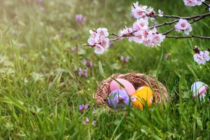 Colorful Easter eggs in a bird's nest on green grass and peach blossom. Easter eggs hunt concept