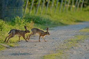 two hares running one after the other over a stony field path at the mating season