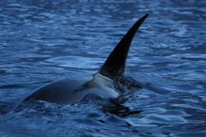 male orca or killer whale, Orcinus orca, Kaldfjord, Tromso, Norway