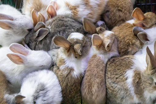 Various rabbits in cages playing together