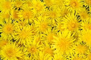 Flat lay of many yellow dandelion flowers from above.