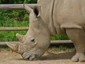 Rhino closeup