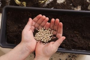 Children's hands hold seeds in their palms for planting over a pot of garden soil