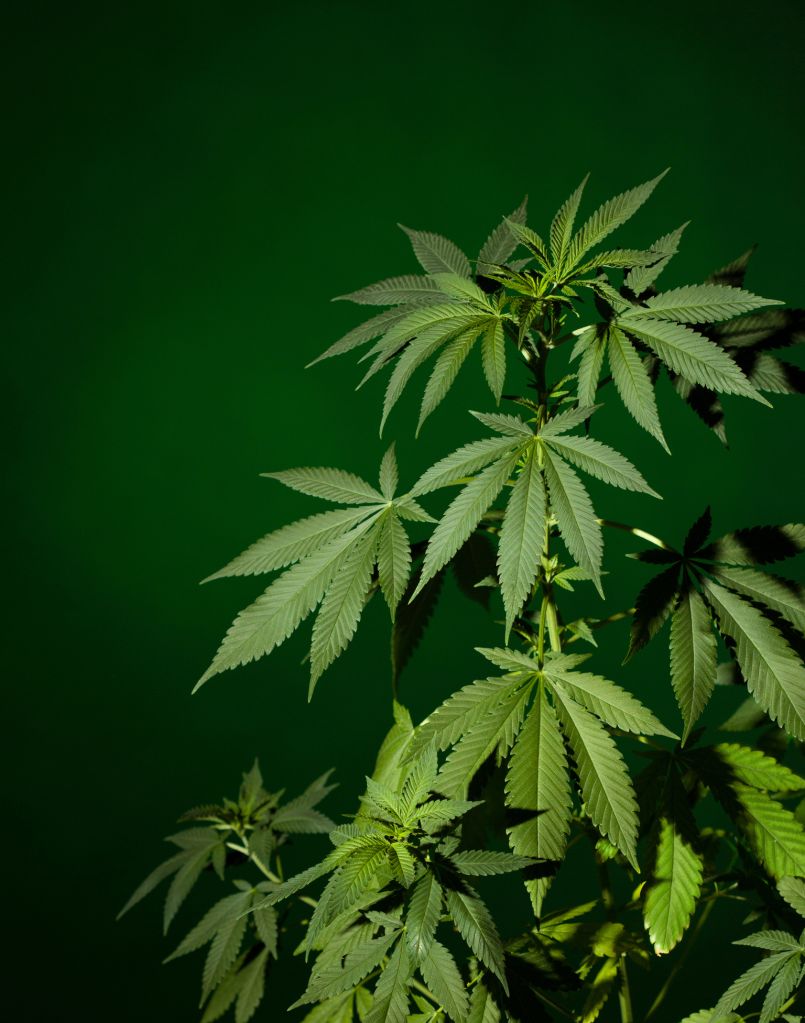 Medical marijuana plant on green background