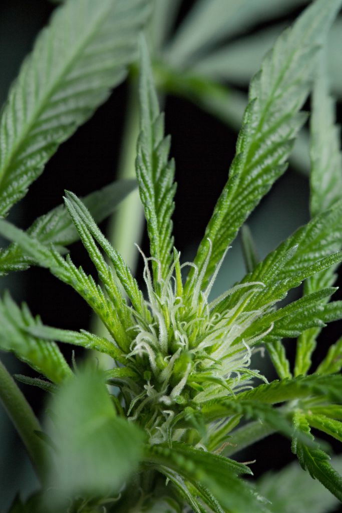 Marijuana plant trichome macro close up shot