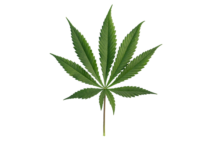 Isolated Marijuana Leaf