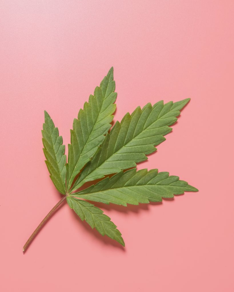 Weed, cannabis, hemp, marijuana leaf on colorful background.