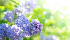 Sunlit purple lilac branch on blur green foliage backdrop. Spring blossoming. Soft focus.