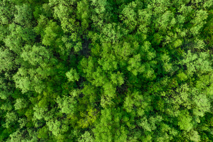 Aerial top view of mangrove forest. Drone view of dense green mangrove trees captures CO2. Green trees background for carbon neutrality and net zero emissions concept. Sustainable green environment.